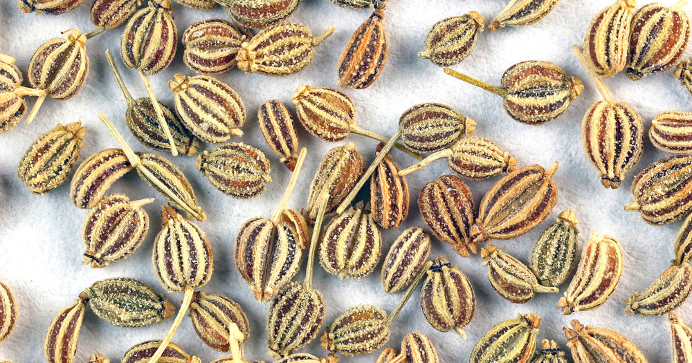 carom seeds, aka ajowan